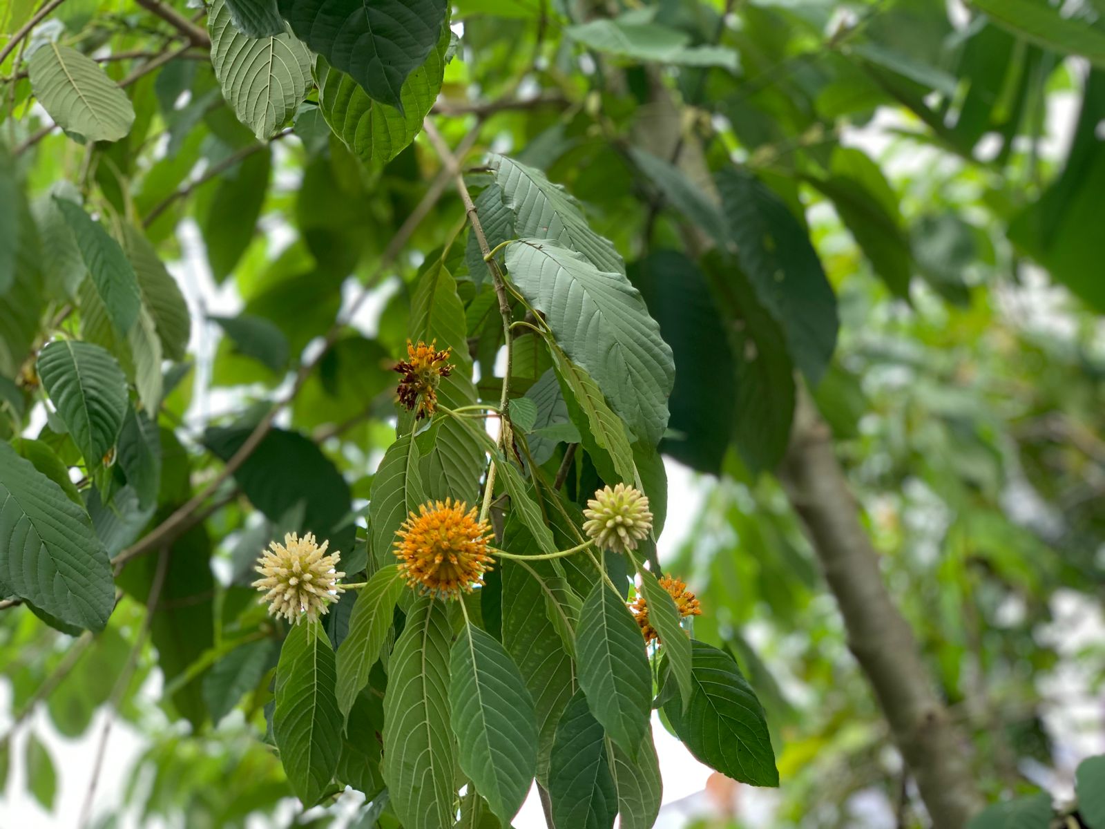 Kratom Process